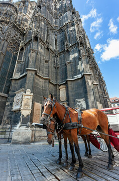 Horse carriages parking next to St. Stephen's Cathedral. Horse-drawn fiacre with coachman is popular viennese touristic attraction. Vienna, Austria