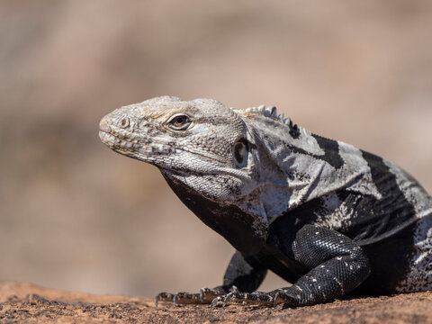 Adult spiny-tailed iguana (Ctenosaura conspicuosa), basking in the sun, Isla San Esteban, Baja California
