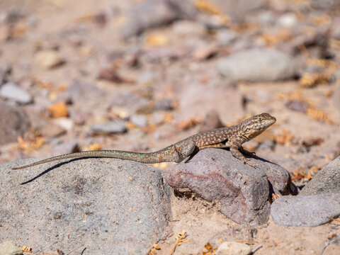 Common side-blotched lizard (Uta stansburiana), basking in the sun, Isla San Esteban, Baja California
