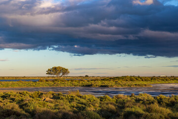 Fototapeta premium Arbre solitaire au bord de l'Etang d'Ingril, dans le site naturel du Bois des Aresquiers, au coucher du soleil