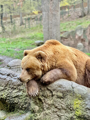 Fototapeta premium Sleeping brown bear