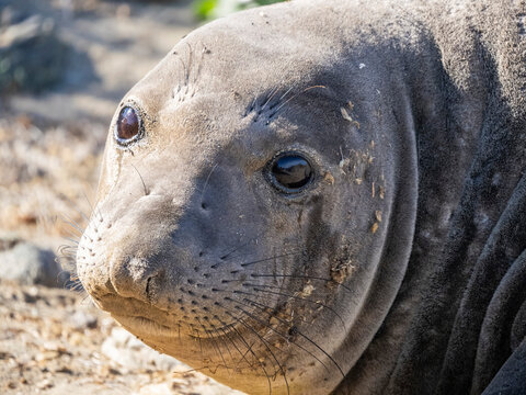 Young northern elephant seal (Mirounga angustirostris), head detail, Benito del Oeste Island, Baja California