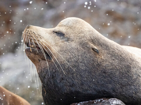 Adult male California sea lion (Zalophus californianus), head detail at Los Islotes, Baja California Sur