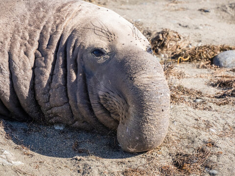 Adult bull northern elephant seal (Mirounga angustirostris), Benito del Oeste Island, Baja California