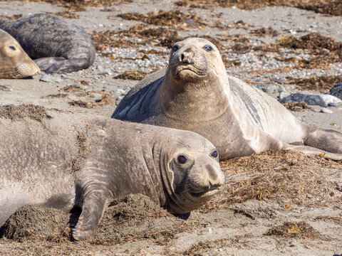 Adult northern elephant seals (Mirounga angustirostris), Benito del Oeste Island, Baja California