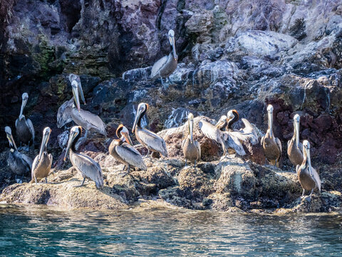 Adult brown pelicans (Pelecanus occidentalis), sunbathing near Isla San Pedro Martir, Baja California
