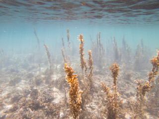 Underwater Ocean scene in Fiji with kelp and seaweed in Waitatavi Bay.
