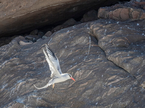 Adult red-billed tropicbird (Phaethon aethereus), in flight near nest at Isla San Pedro Martir, Baja California