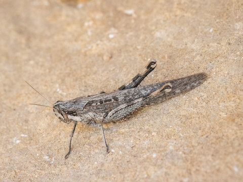 Adult gray bird grasshopper (Schistocerca nitens), found at a lagoon on Isla San Jose, Baja California Sur