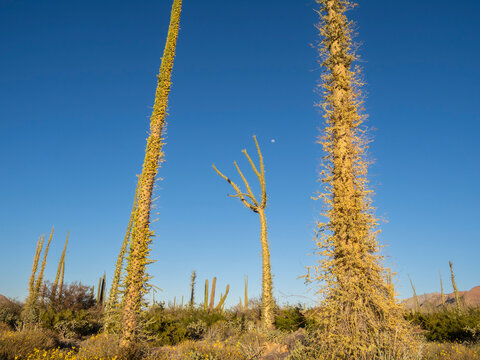 Boojum tree (cirio) (Fouquieria columnaris), in the Sonoran Desert, Bahia de los Angeles, Baja California