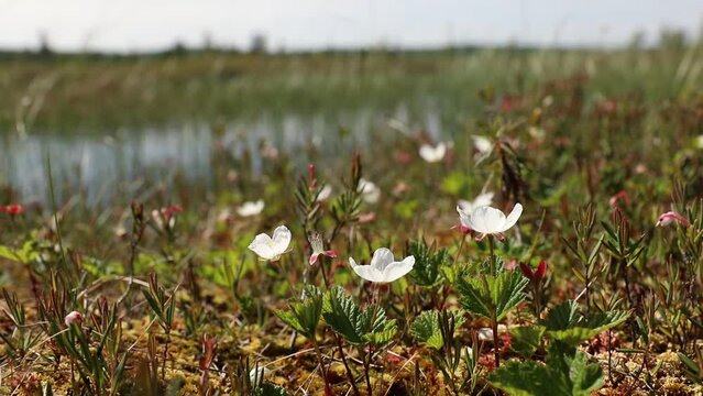 Rubus chamaemorus. Blooming cloudberry in summer in the Arctic tundra of western Siberia