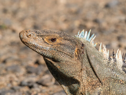 An adult black spiny-tailed iguana (Ctenosaura similis), on the ground on Barro Colorado Island, Panama