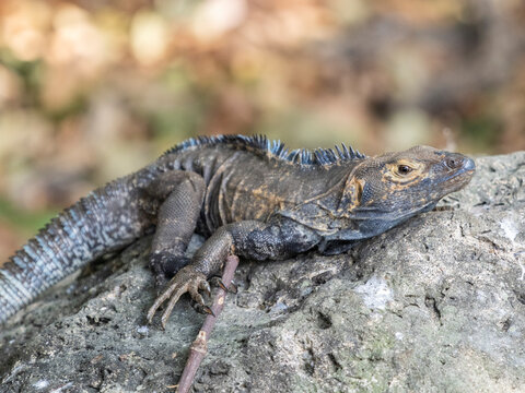 An adult black spiny-tailed iguana (Ctenosaura similis), on the ground on Barro Colorado Island, Panama