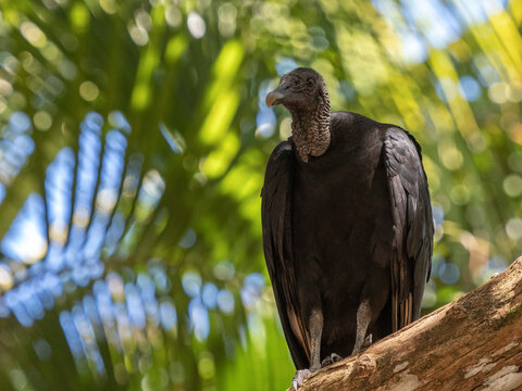 An adult black vulture (Coragyps atratus), perched in a tree on Barro Colorado Island, Panama