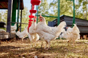 chicken drinking water from a drinker at chicken eco farm, free range chicken farm