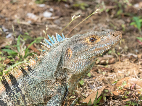 An adult black spiny-tailed iguana (Ctenosaura similis), on the ground on Barro Colorado Island, Panama
