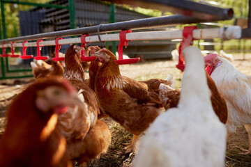 chicken drinking water from a drinker at chicken eco farm, free range chicken farm