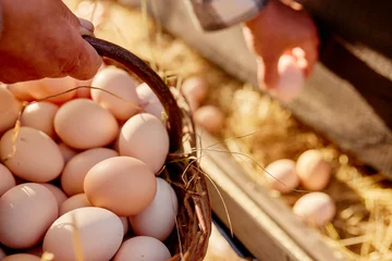Muurstickers farmer collects eggs at eco poultry farm, free range chicken farm © st.kolesnikov