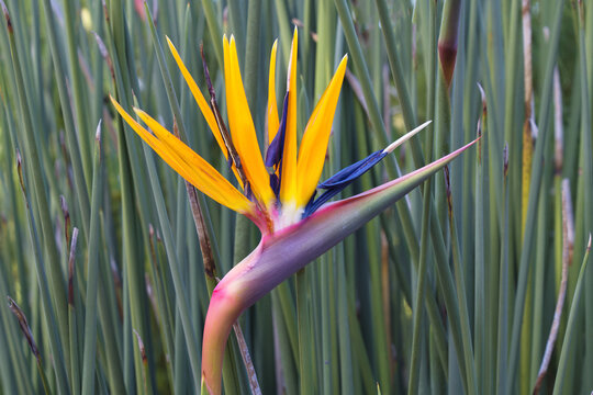 Bird of Paradise flower (Strelitzia reginae), Kirstenbosch, Cape Town