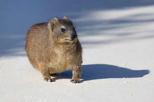 Hyrax (Procavia capensis) on white sand, Boulder's Beach, Cape Town