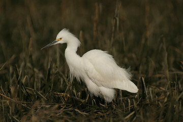 White Egret