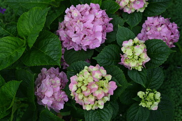 pink hydrangea flowers on a bush as a background, green hydrangea branches with flowers 