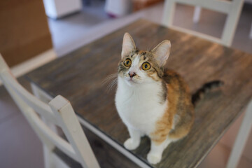 cat lying down on wooden table looking at camera.