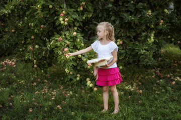 A little girl collects apples in a hat in the garden. Harvest concept.