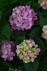 pink hydrangea flowers on a bush as a background, green hydrangea branches with flowers 