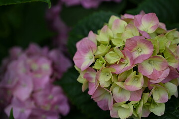 pink hydrangea flowers on a bush as a background, green hydrangea branches with flowers 