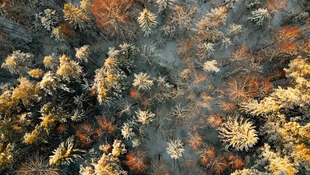 El Invierno en los bosques de Estonia