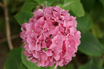 ピンク色のあじさい