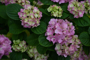 Fototapeta premium pink hydrangea flowers on a bush as a background, green hydrangea branches with flowers 