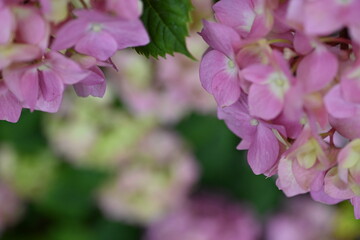 pink hydrangea flowers on a bush as a background, green hydrangea branches with flowers 