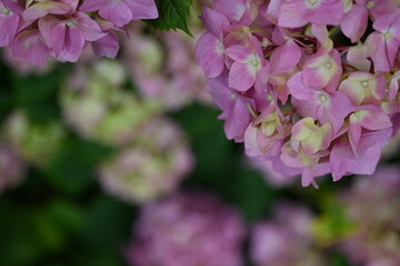 pink hydrangea flowers on a bush as a background, green hydrangea branches with flowers 
