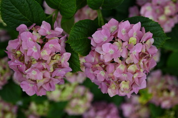 Branches of hydrangea with pink flowers as a background, living hedge, texture of hydrangea branches