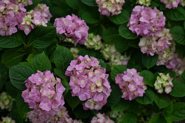 Branches of hydrangea with pink flowers as a background, living hedge, texture of hydrangea branches