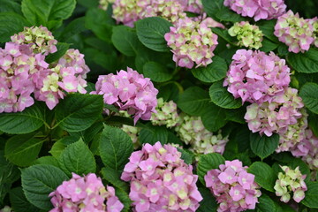 Branches of hydrangea with pink flowers as a background, living hedge, texture of hydrangea branches