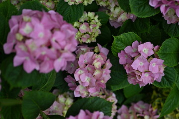 pink hydrangea flowers on a bush as a background, green hydrangea branches with flowers 