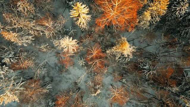 El Invierno en los bosques de Estonia