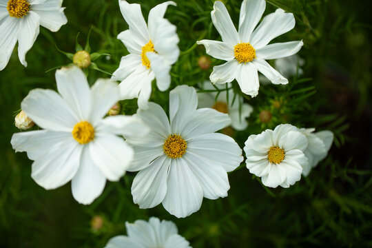 onętek, kwiaty kosmos i werbena patagońska w wiejskim ogrodzie, łąka kwietna, flower meadow	
