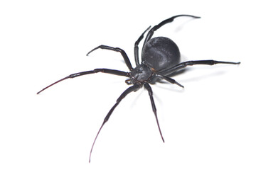 Closeup of the medically important black-widow spider Latrodectus dahli (Araneae: Theridiidae), a black velvet arachnid distributed in Asia, Europe and Africa, photographed on white background.