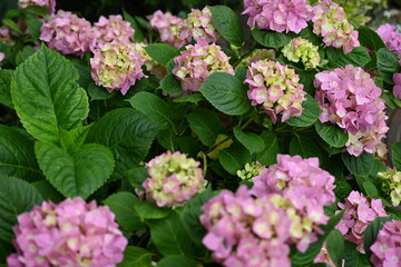 Branches of hydrangea with pink flowers as a background, living hedge, texture of hydrangea branches