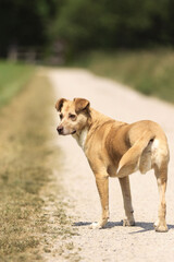 Hund mit drei Beinen alleine auf einem Weg am Feld