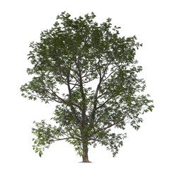 carya illinoinensis, The pecan, pecan, light for daylight, easy to use, 3d render, isolated