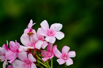 Fototapeta premium pink and white flowers