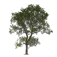 carya illinoinensis, The pecan, pecan, light for daylight, easy to use, 3d render, isolated
