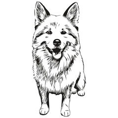 American Eskimo dog hand drawn logo drawing black and white line art pets illustration realistic breed pet