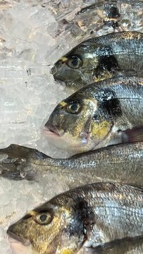 Fresh fish carcasses lie on ice crumbs