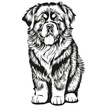 recommend clip art: Newfoundland dog realistic pet illustration, hand drawing face black and white vector realistic breed pet